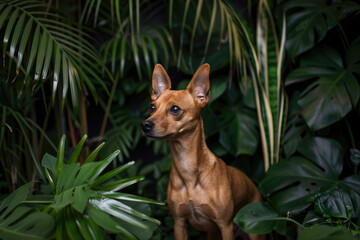 Wall Mural - A purebred dog poses for a portrait in a studio with a solid color background during a pet photoshoot.

