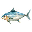 bonito fish vector illustration in watercolour style