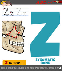 Sticker - letter Z from alphabet with illustration of zygomatic bone