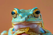 A frog poses for a portrait in a studio with a solid color background during a pet photoshoot.


