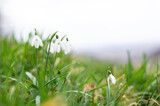 Fototapeta  - White spring flowers. Gentle flower Snowdrop with green grass and blurred background