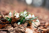 Fototapeta  - White spring flowers in forest. Beautiful snowdrop flowers with blurred background