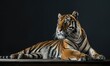 An Amur tiger posed on a platform under studio lights, black background