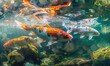 Close-up of colorful koi fish swimming in the clear waters of a spring lake