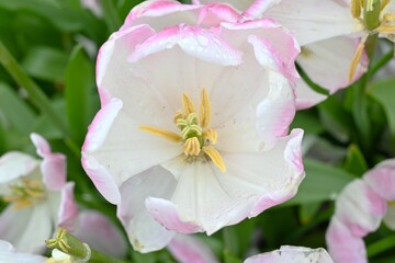 Sticker - Tulip flowers wet in the rain. Seasonal background material of spring flowers.