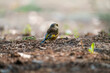 grey-capped greenfinch on the ground. an early spring woodland scene.
