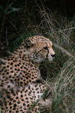 Fototapeta Sawanna - Cheetah in the grass
