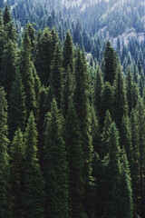 Wall Mural - landscape with a beautiful green fir spruce forests in summer the Tien Shan mountains in Kazakhstan. Top view from a drone