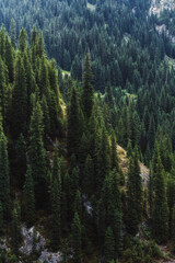 Wall Mural - landscape with a beautiful green fir spruce forests in summer the Tien Shan mountains in Kazakhstan. Top view from a drone