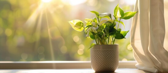 Canvas Print - Plant in a Container by the Window