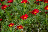 Fototapeta Maki - red poppies in the field