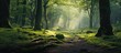 A serene forest scene shows a meandering path surrounded by green moss-covered trees and foliage