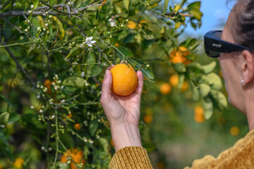 A woman's hand picks fresh oranges from a green tree.