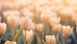 spring flowers tulips on pastel colors background retro vintage style