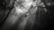 Black and white image of a mystical forest.