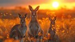 Three kangaroos in the grassland at sunset in the Ecoregion