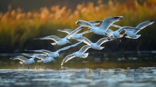 Seagulls Soar Over A Lake, Creating A Picturesque Event In The Natural Landscape
