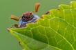© imageBROKER - Cockchafer (Melolontha ) looks over a leaf, Vechta, Lower Saxony, Germany, Europe
