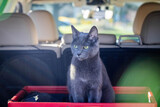 Fototapeta Miasta - Curious cat at the back of the car trunk during travel