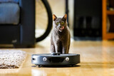 Fototapeta Miasta - Calm and curious cat close to robotic vacuum cleaner close up
