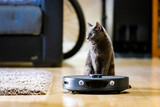 Fototapeta Miasta - Surprised and curious cat close to robotic vacuum cleaner close up