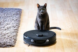 Fototapeta Miasta - Calm and curious cat close to robotic vacuum cleaner close up