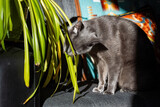 Fototapeta Miasta - Cute cat eating houseplant indoors causing trouble