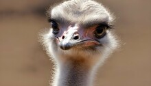An Ostrich With Its Beak Closed Listening Intentl