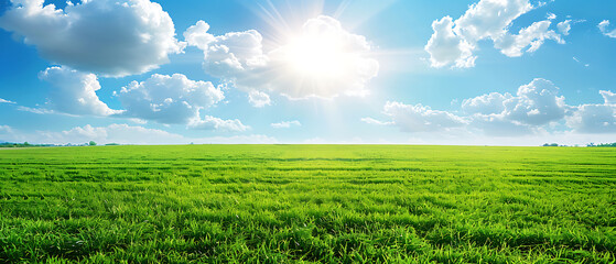 Wall Mural - a vast, lush green field under a bright blue sky adorned with fluffy white clouds