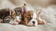Hund und Katze schlafen nebeneinander / Schönes Haustier Wallpaper / Welpe und Kätzchen Poster / Ai-Ki generiert