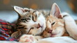 Kleine Katzen ruhen sich aus / Katzen kuscheln und schlafen / Süßes Haustier Poster / Schönes Katzen Wallpaper / Ai-Ki generiert
