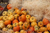 Fototapeta Kwiaty - Autumn Decoration pumpkins