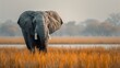 Elephant in the Grass, Beautiful Morning Light. Wildlife Scene From Nature - Generative AI