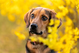 Fototapeta Dmuchawce - Portret psa w kwitnącej forsycji