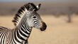 A Zebra With Its Mane Blowing In The Wind