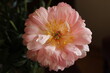 Big pink peony in full bloom