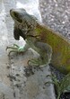 Tortugas,iguanas gentiles animales como venidos directamente desde la prehistoria.