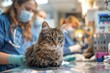 Cat care clinic