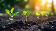 Concept of a long-term investment strategy focused on sustainable growth and equity portfolio optimization It showcases small plant seedlings emerging