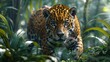 Carnivore Felidae Leopard stalking through jungle, eyes fixed on camera