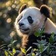 Endangered Species sanctuary, closeup of a panda, soft focus background, midday sun ,digital photography,Prime Lenses