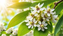 White Chestnut Flowers On Tree Leaves Background Selective Focus Spring Blossoming Chestnut Tree