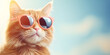 Funny ginger cat wearing sunglasses in closeup portrait  with blue sky background
