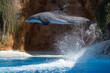 Ein springender Delfin während einer Show in der Seitenansicht