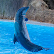 Ein springender Delfin in der Seitenansicht