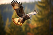 Common buzzard (Buteo buteo) in flight