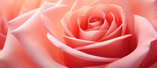 Wall Mural - A close up of a beautiful pink hybrid tea rose, showcasing its delicate petals against a clean white background. A stunning image for garden roses or event decor