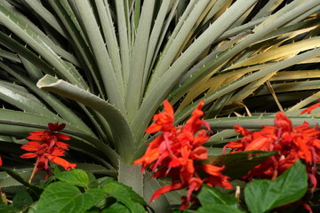 Wall Mural -  Puya alpestris is a striking plant with rosettes of long, narrow, spiky leaves that can reach up to 3 feet (1 meter) in length.  