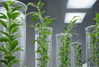Genomics plants growing up in a science lab colorful background