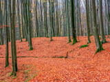 Fototapeta Natura - Jesień w lesie buków.